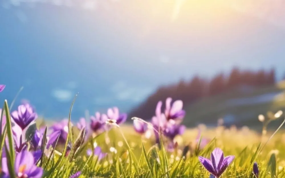 Saffron crocuses in a mountain meadow at sunrise